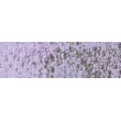 caran d'ache pastel pencil