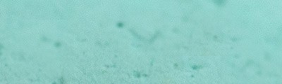 351 Cinereous green pastel sucha a l ecu Sennelier