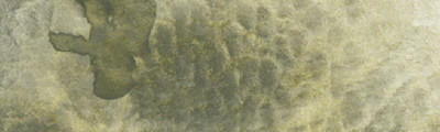 240 Graphite Yellow, farba akwarelowa Gansai Tambi, Kuretake